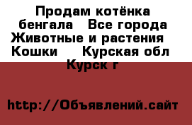 Продам котёнка бенгала - Все города Животные и растения » Кошки   . Курская обл.,Курск г.